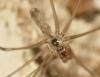 335240 – Photo : Denis Poirier – France (74)